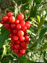 Smilax Aspera